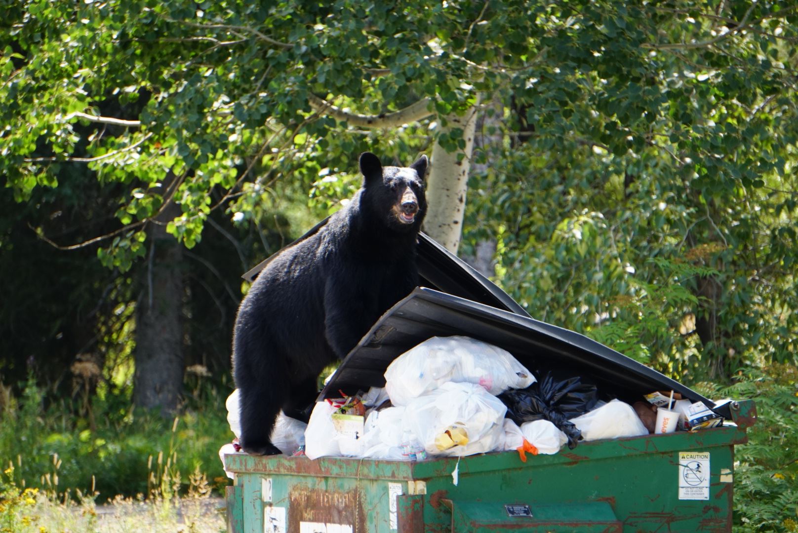 Bear in dumpster (JPEG)