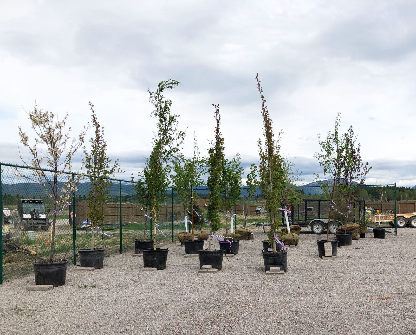 Nursery trees