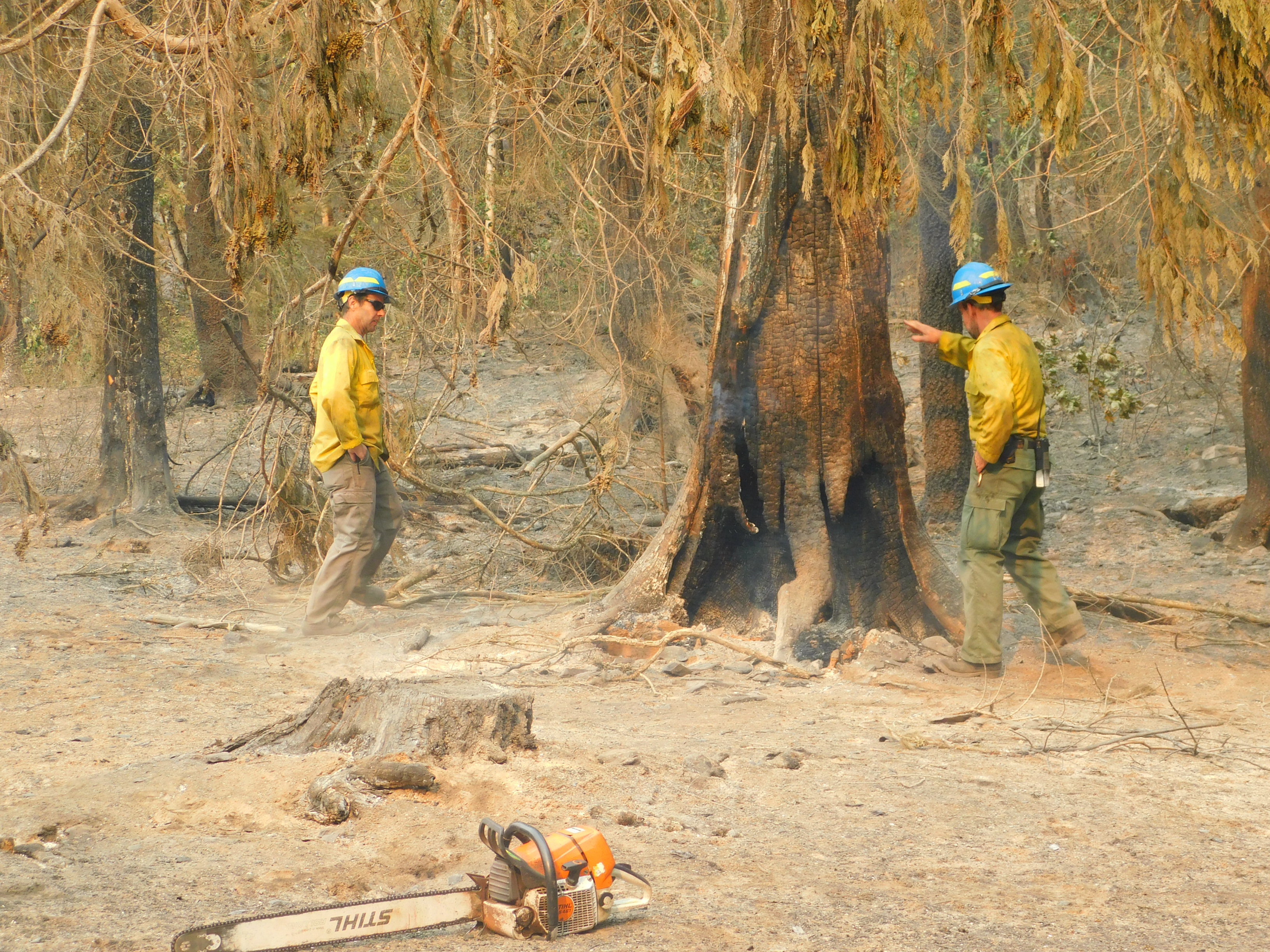 Workers Sizing up a Danger Tree